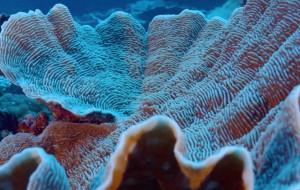"Неймовірне відкриття": біля берегів Таїті виявили великий незайманий кораловий риф
