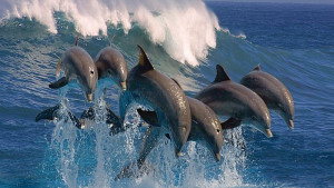 Чоловіча дружба. Дельфіни збиваються в зграї, щоб спокушати самок та усувати конкурентів