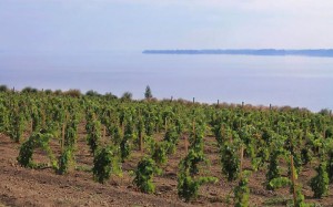 Таврійський бриз