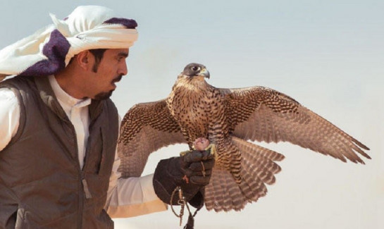 САУДІВСЬКИЙ ФЕСТИВАЛЬ СОКОЛОНОГО ОХОДУ потрапивши до КНИГИ РЕКОРДІВ ГІННЕСУ