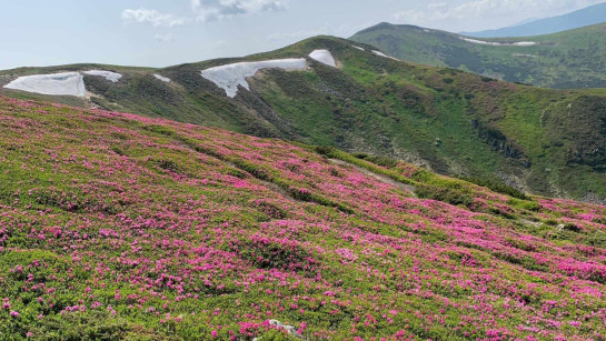 Милуватися, а не рвати: у горах цвіте червона рута