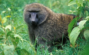 Туристка в ПАР виявила в своїх апартаментах бабуїна, який пив її коньяк і закушував краденим сніданком